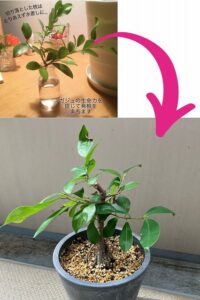 ガジュマルの挿し木の約4年後